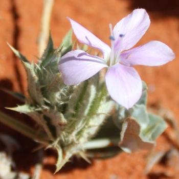 Barleria lichtensteiniana, flower.