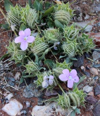 Barleria lichtensteiniana, in habitat.