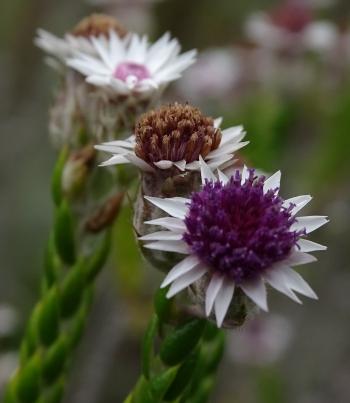 Lachnospermum imbricatum, inflorescence.