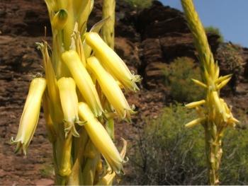 Aloe kamnelii 