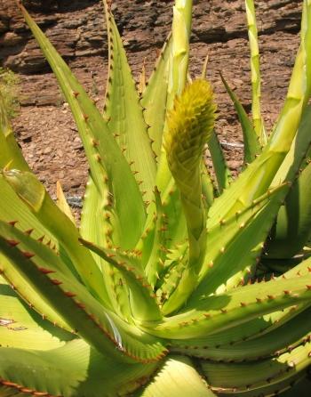 Aloe kamnelii, closeup of a plant with a young inflorescence.