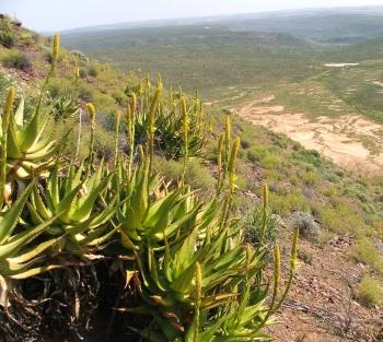 Aloe kamnelii, in habitat in the Tanqua Karoo.