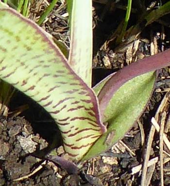 Leaves variously marked with spots, stripes, a combination of both or often completely unmarked.