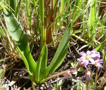 Ledebouria cooperi, Verlooren Valei, Mpumalanga.