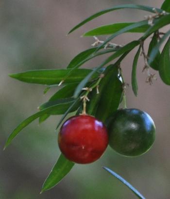 Asparagus densiflorus 'Cwebe', green berries mature to bright, shiny red.