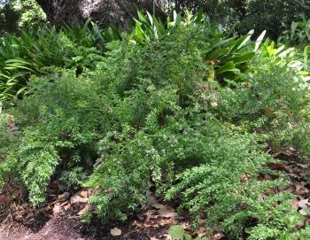 Asparagus densiflorus 'Cwebe', in Kirstenbosch NBG.