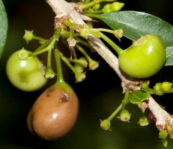 Canthium spinosum, fruits. (Geoff Nichols)