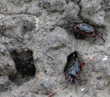 Root crabs (Goniopsis spp.). 