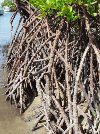 Ceriops tagal, roots. (Geoff Nichols)