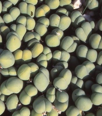 Gibbaeum heathii forms clumps.