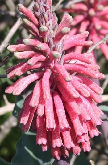 Veltheimia capensis, speckled flowers. 