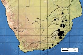 Known distribution map of Pachycarpus campanulatus var. campanulatus based on records in the holdings of the 3 SANBI herbaria (NBG, NH & PRE).