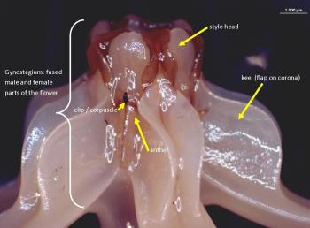 Central gynostegial column which consists of the fused anthers, style and stigma and keels of the corona. 