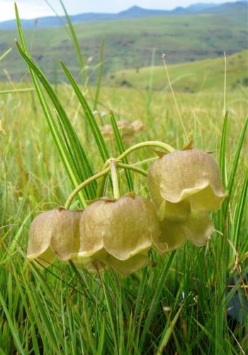 Typical habitat of Pachycarpus campanulatus, where it grows in open grassland. (Judd Kirkel)