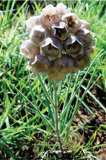 The closely related Pachycarpus gerrardii with an inflorescence consisting of numerous flowers. (Clinton Carbutt)