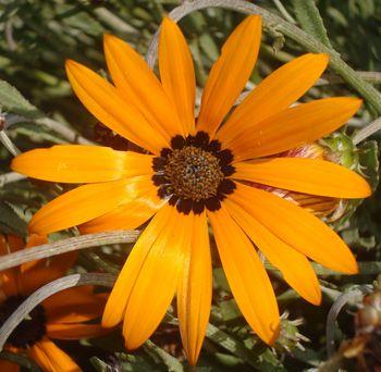 Arctotis angustifolia, flower.