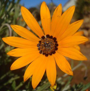 Arctotis angustifolia, flower.