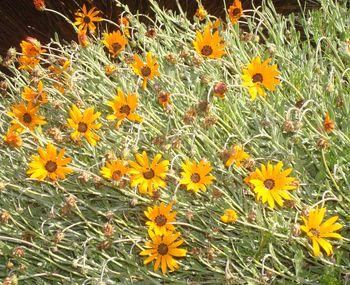 Arctotis angustifolia, in flower, in Kirstenbosch NBG.