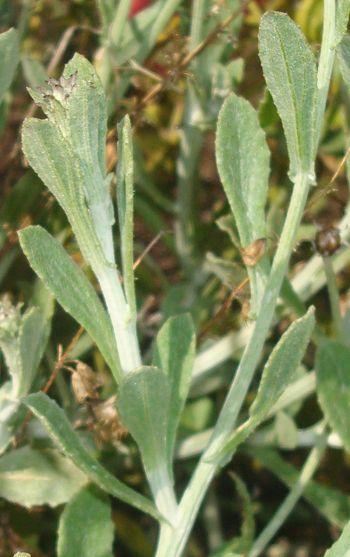 Arctotis angustifolia, leaves.