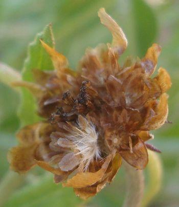 Arctotis angustifolia, seeds.