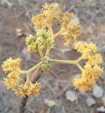 Gyrocarpus americanus subsp. africanus, flowerhead. (Paul Forster)