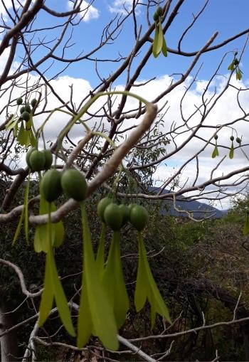 Gyrocarpus americanus subsp. africanus, fruits. 