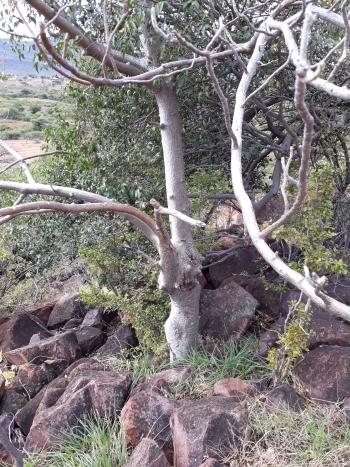 Gyrocarpus americanus subsp. africanus, growing on a rocky north facing hillside of Matsa Village, Limpopo.
