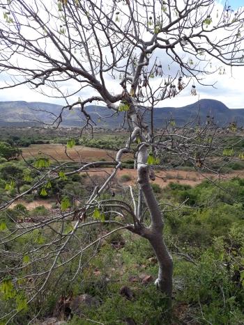 Gyrocarpus americanus subsp. africanus, in habitat, Matsa Village, Limpopo.