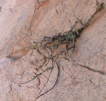 Aeollanthus haumannii in habitat on the Otjihipa Mountain.