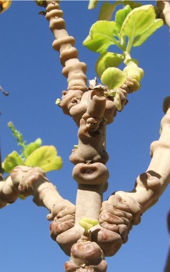 Close-up of the stems of Aeollanthus haumannii.