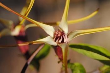 Close-up of the flower of Strophanthus amboensis.