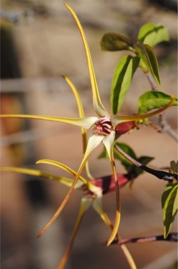 Expanded corolla lobes or tails here erect, in most species they are hanging and dangling with the slightest air movement.