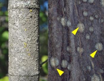 Trunk (left) and young stem (right) with lenticels (indicated with arrows).