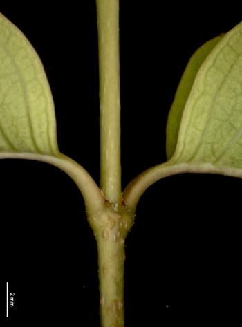 Young stem with opposite leaves at the node and young lenticels.