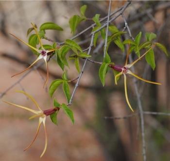 Flowering at terminal ends of branches.