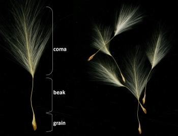 The seed with its different parts.