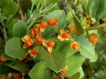 Maytenus procumbens, fruits. (Ernst van Jaarsveld)