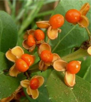 Maytenus procumbens, fruits. (Ernst van Jaarsveld)