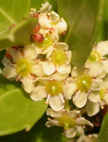 Maytenus procumbens, flowers. (Cherise Viljoen)