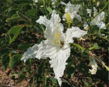 Bauhinia petersiana subsp. macrantha, large, pleasantly scented white flowers in midsummer.