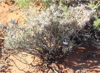 Barleria rigida var. rigida