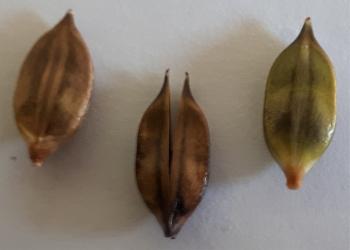 Barleria rigida var. rigida, capsules.