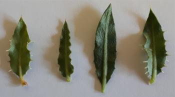 Barleria rigida var. rigida, leaves.