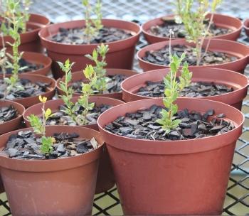 Barleria rigida var. rigida, in the nursery.