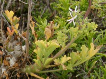 Pelargonium carnosum