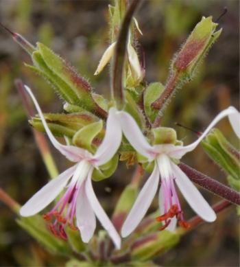 Pelargonium carnosum, flowers. (Elena Ioganson)