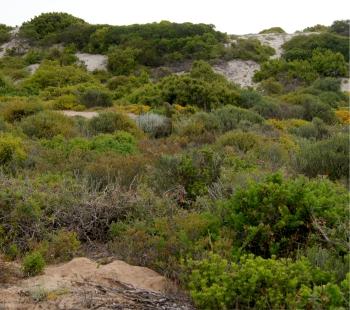 Pelargonium carnosum, habitat. (Elena Ioganson)