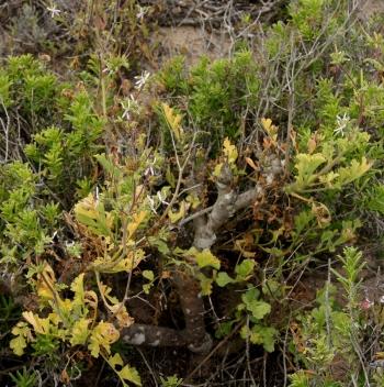 Pelargonium carnosum, in habitat. (Elena Ioganson)