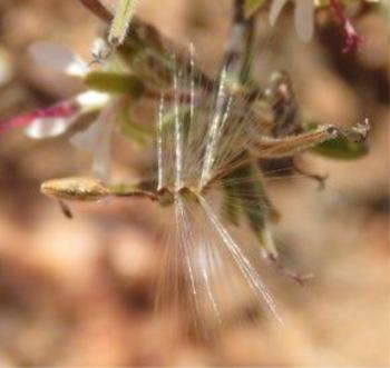 Pelargonium carnosum, seed. (Shireen Harris)