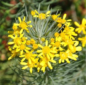 Euryops tenuissimus (Alice Notten)